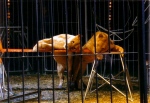 Female lions prepare for show